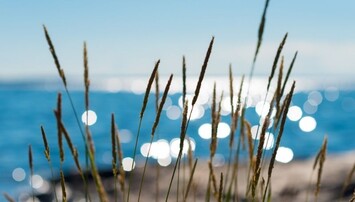 Helmgras bij de zee
